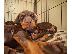 PoulaTo: Sweet Dachshund Puppies